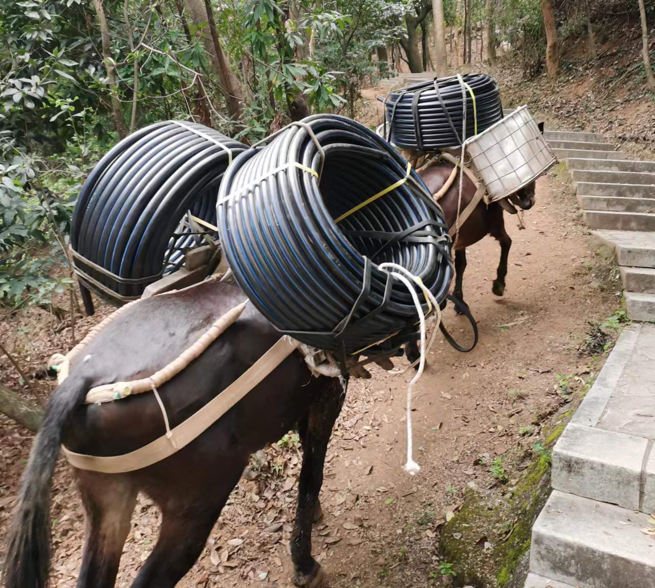 海珠区马帮运输