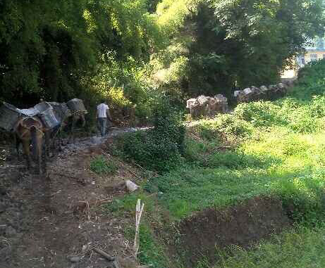 海珠区马帮运输队