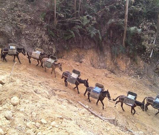 海珠区山路马帮运输