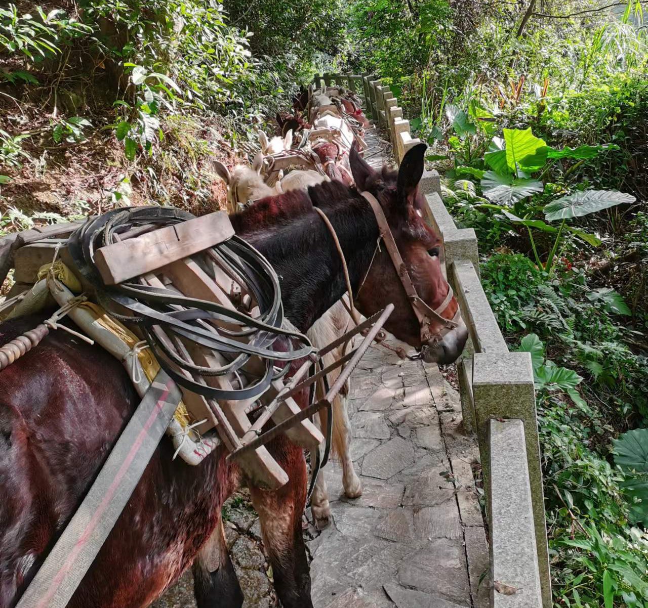 海珠区马队运输