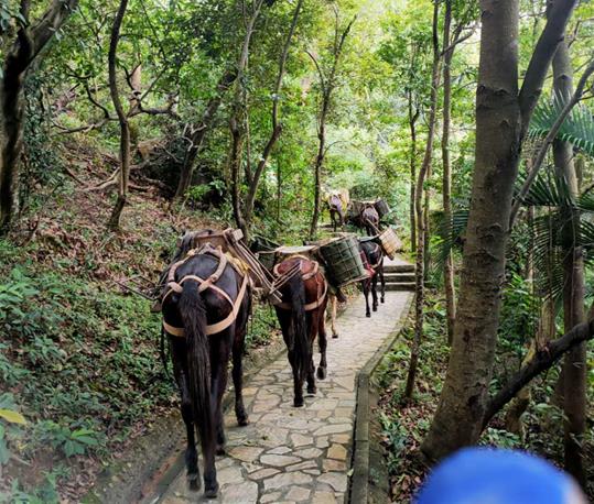 海珠区马队运输电话