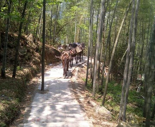 海珠区马队运输公司