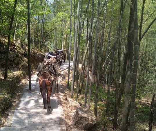 海珠区山路马队运输