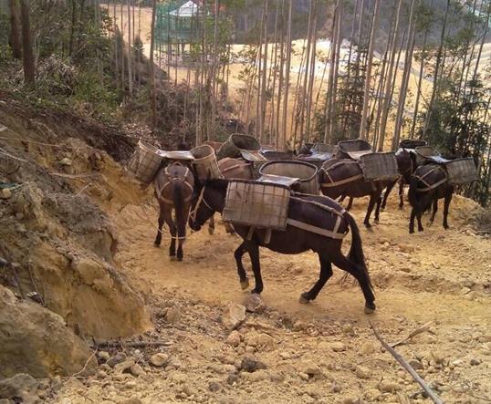 海珠区山区马队运输