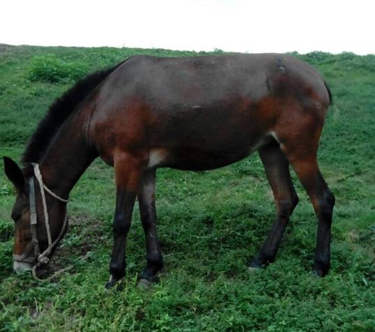 海珠区骡马搬运