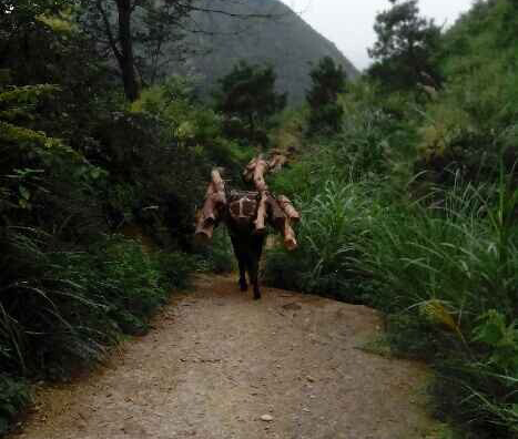 海珠区骡马运输