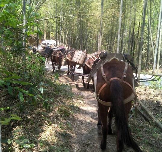 海珠区骡马运输公司