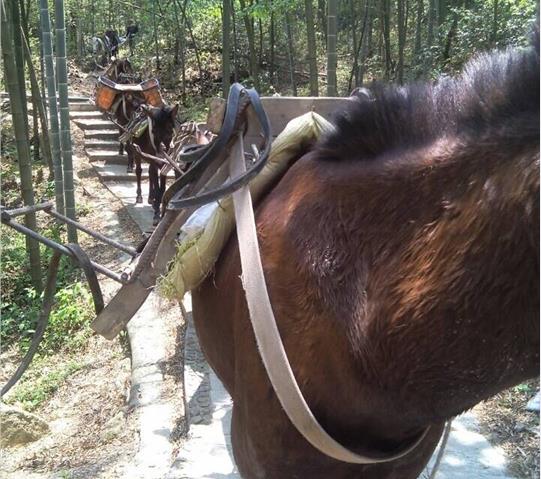 海珠区骡马队运输