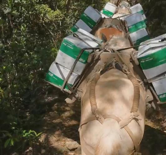 海珠区骡马山路运输