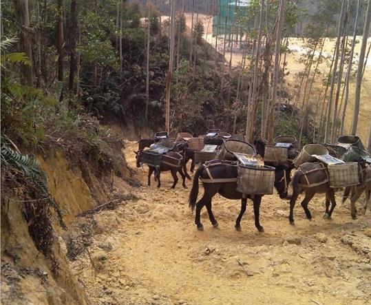 海珠区马帮山路运输