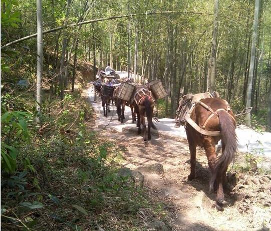 海珠区马帮运输电话
