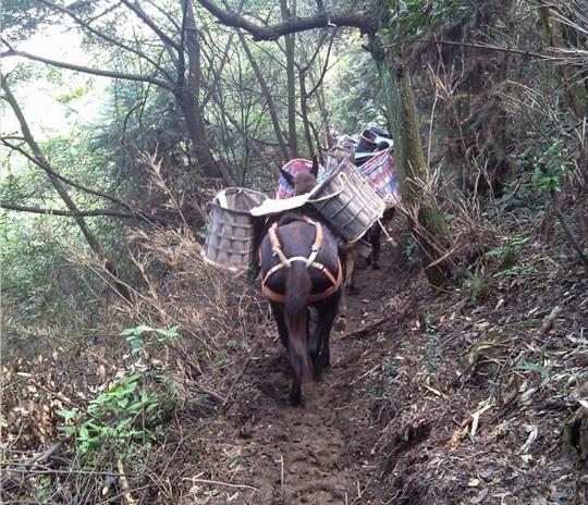 海珠区马帮运输公司